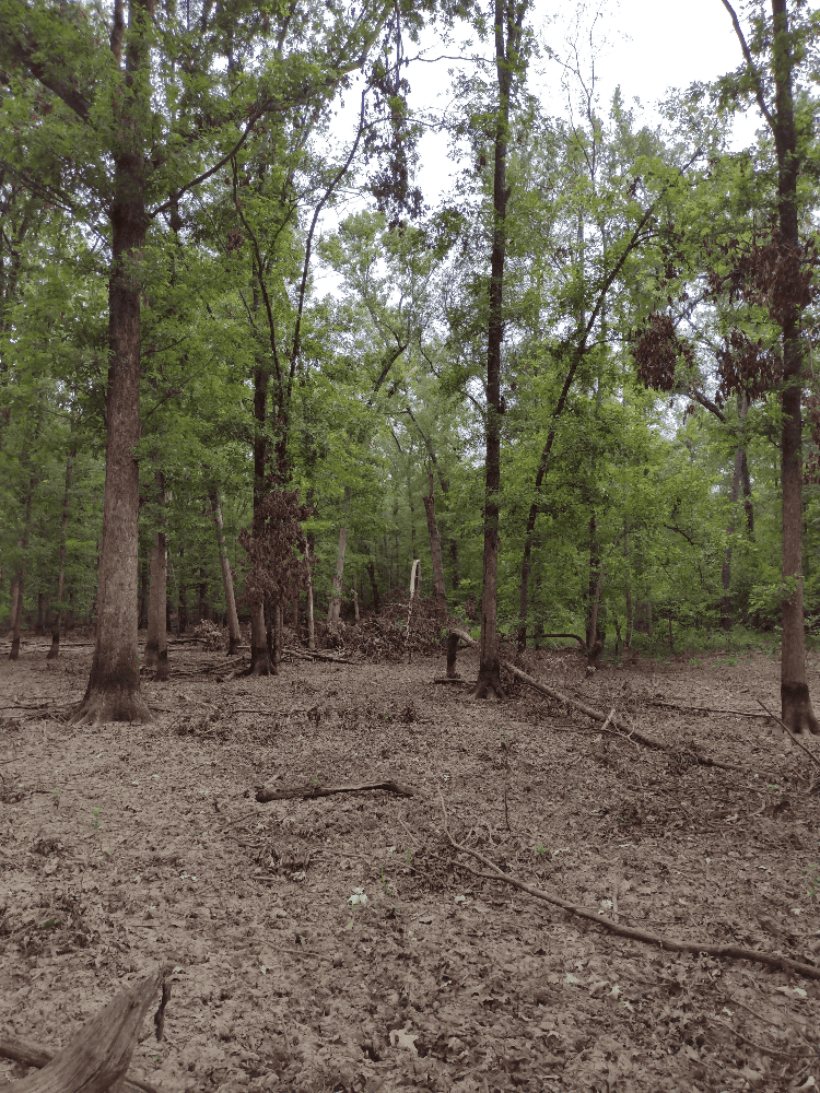 400+ Acres of Hunting and Timber