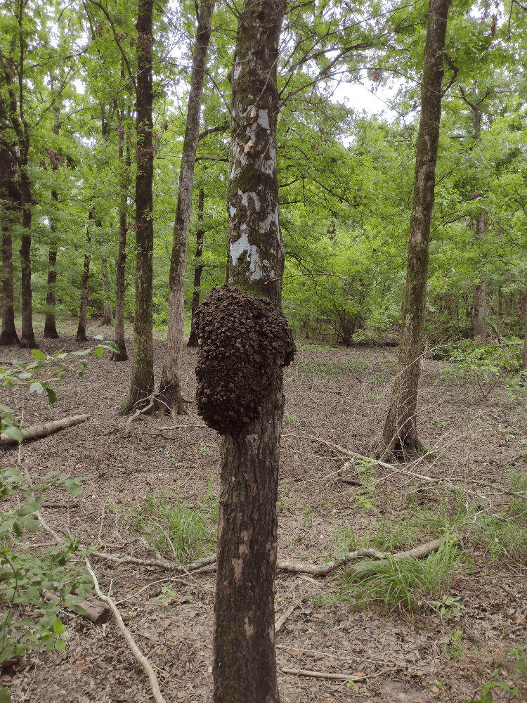 400+ Acres of Hunting and Timber