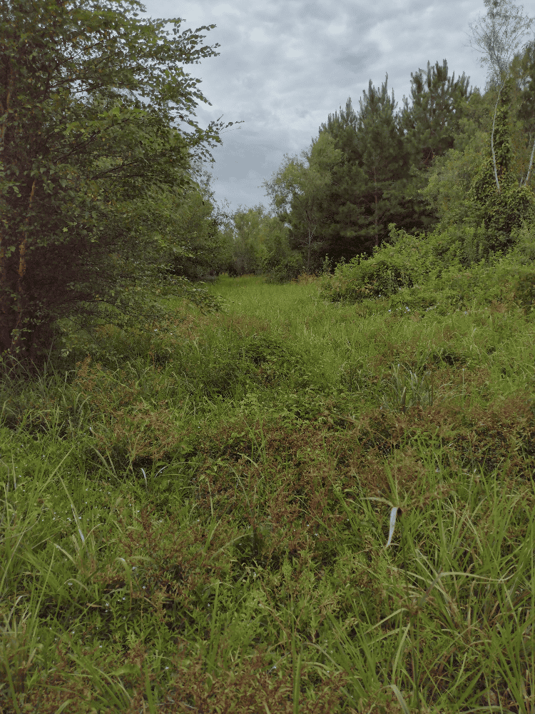 400+ Acres of Hunting and Timber
