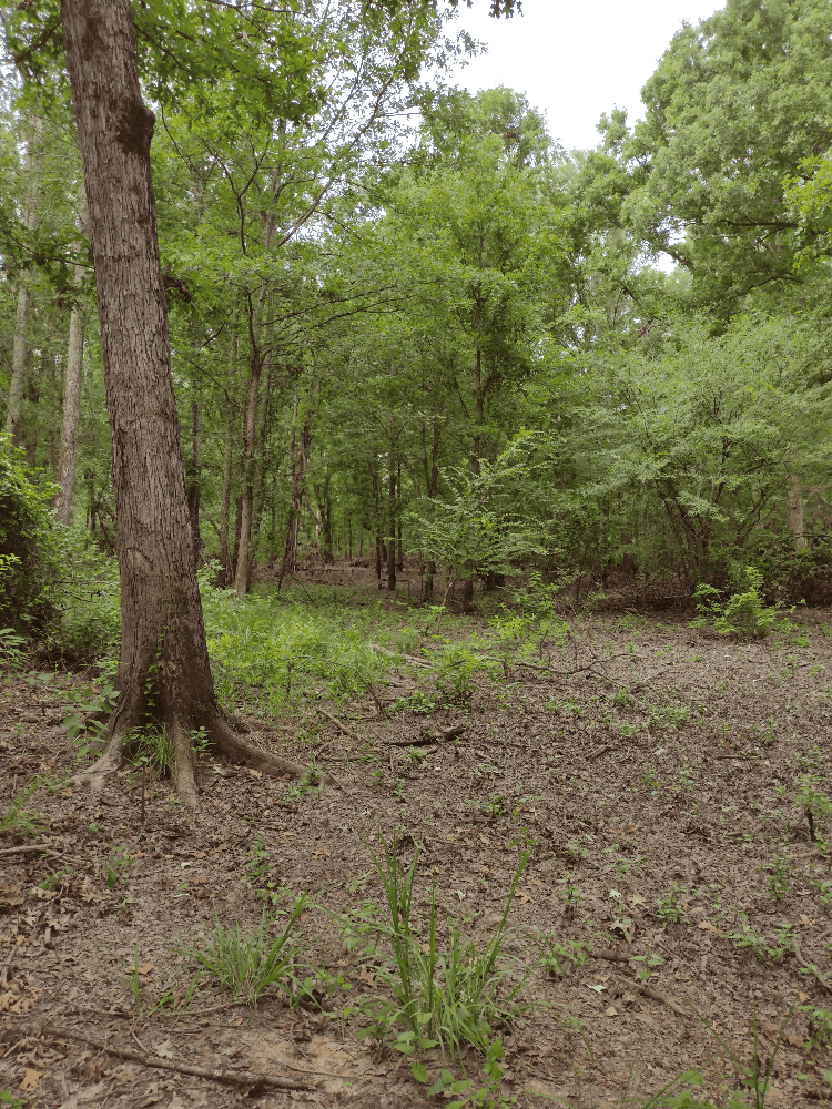 400+ Acres of Hunting and Timber