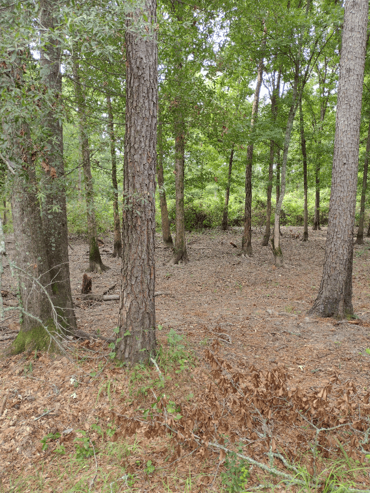 400+ Acres of Hunting and Timber