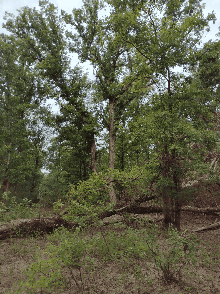 400+ Acres of Hunting and Timber
