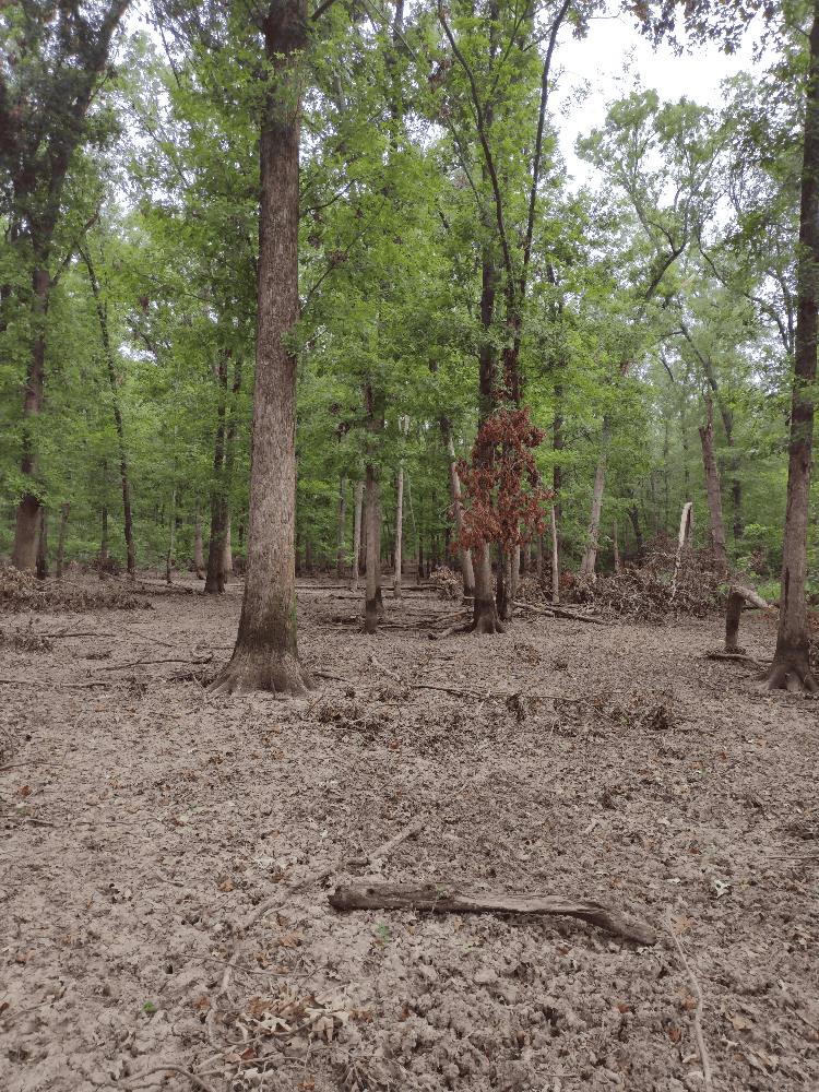 400+ Acres of Hunting and Timber