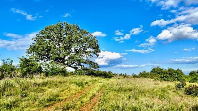 The Lone Oak Tract