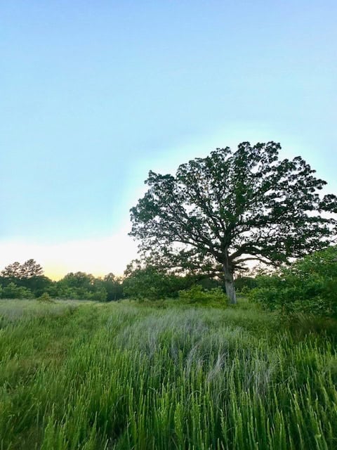 The Lone Oak Tract
