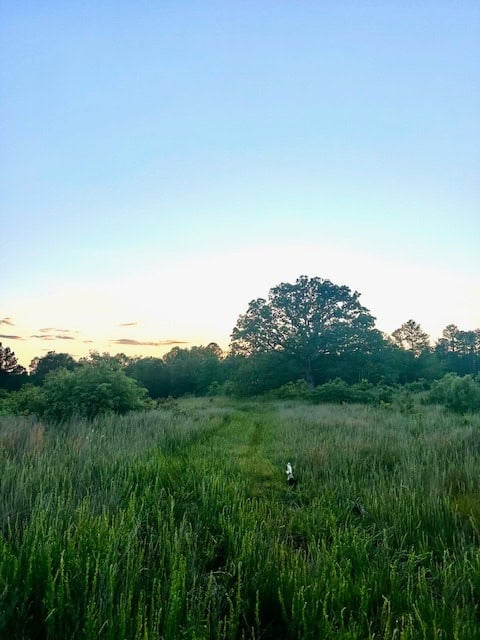 The Lone Oak Tract