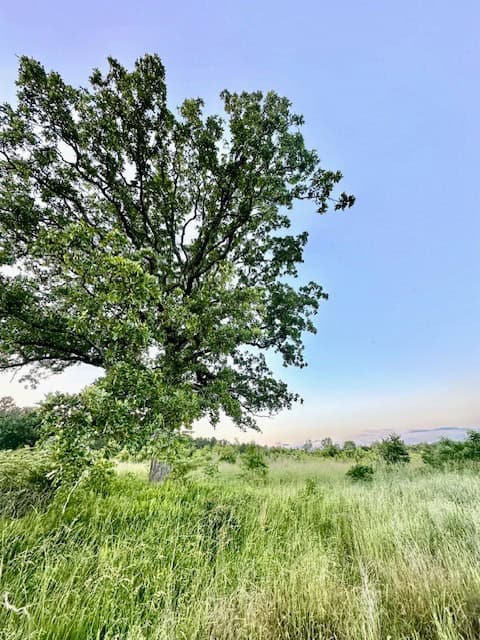 The Lone Oak Tract