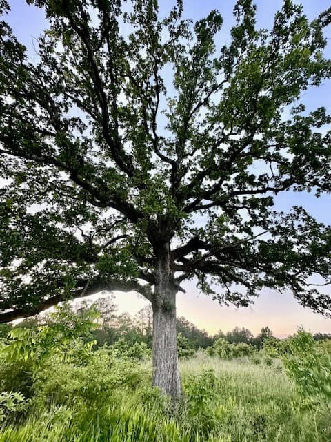 The Lone Oak Tract