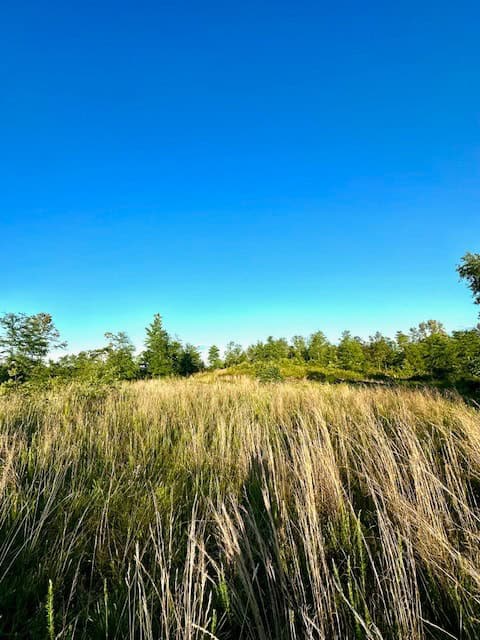 The Lone Oak Tract