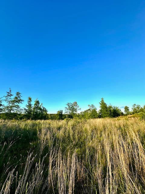 The Lone Oak Tract