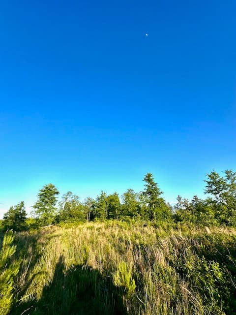 The Lone Oak Tract
