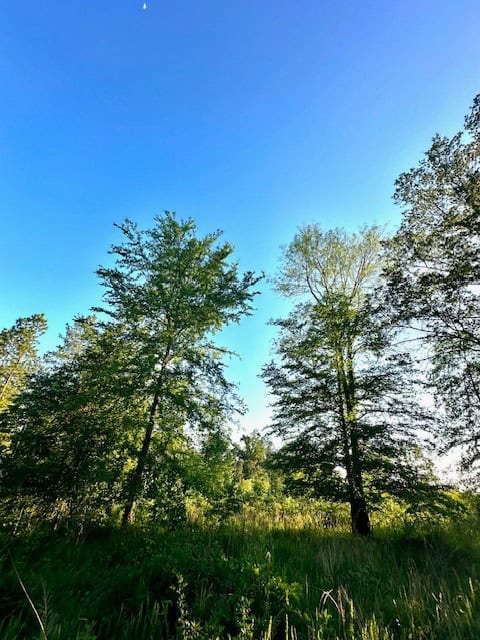 The Lone Oak Tract