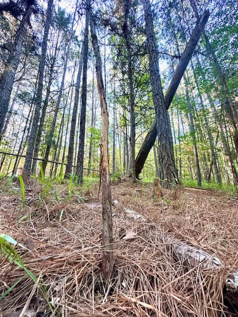 The Cane Ridge Tract