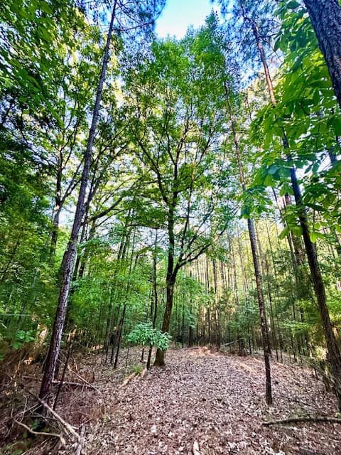 The Cane Ridge Tract