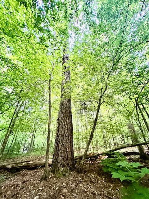 The Cane Ridge Tract