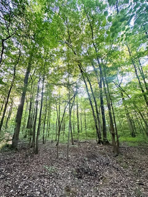The Cane Ridge Tract