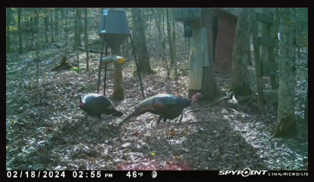 The Cane Ridge Tract