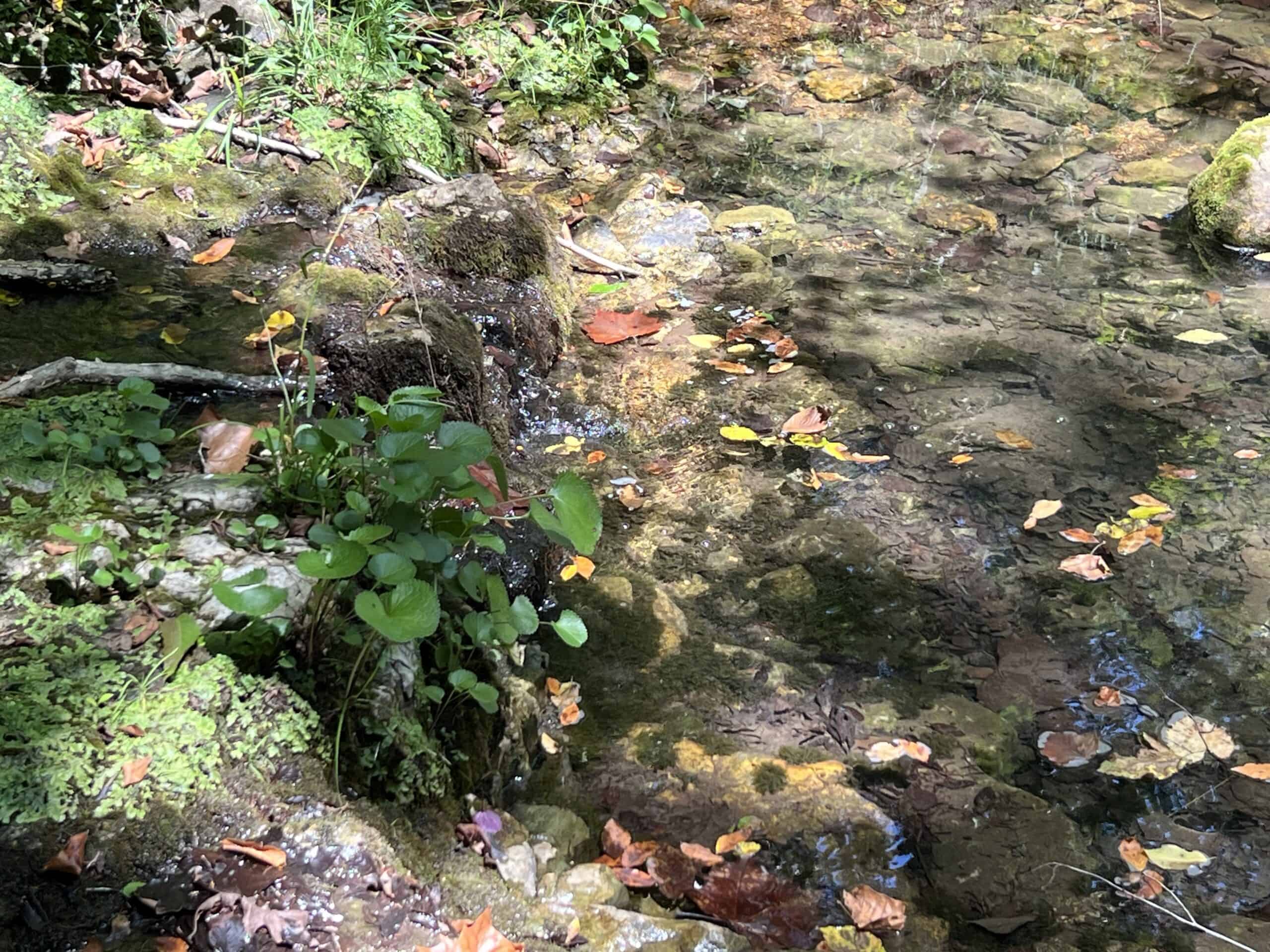 OZARKS  HUNTING & RECREATIONAL ACREAGE WITH A CAVE IN ARKANSAS