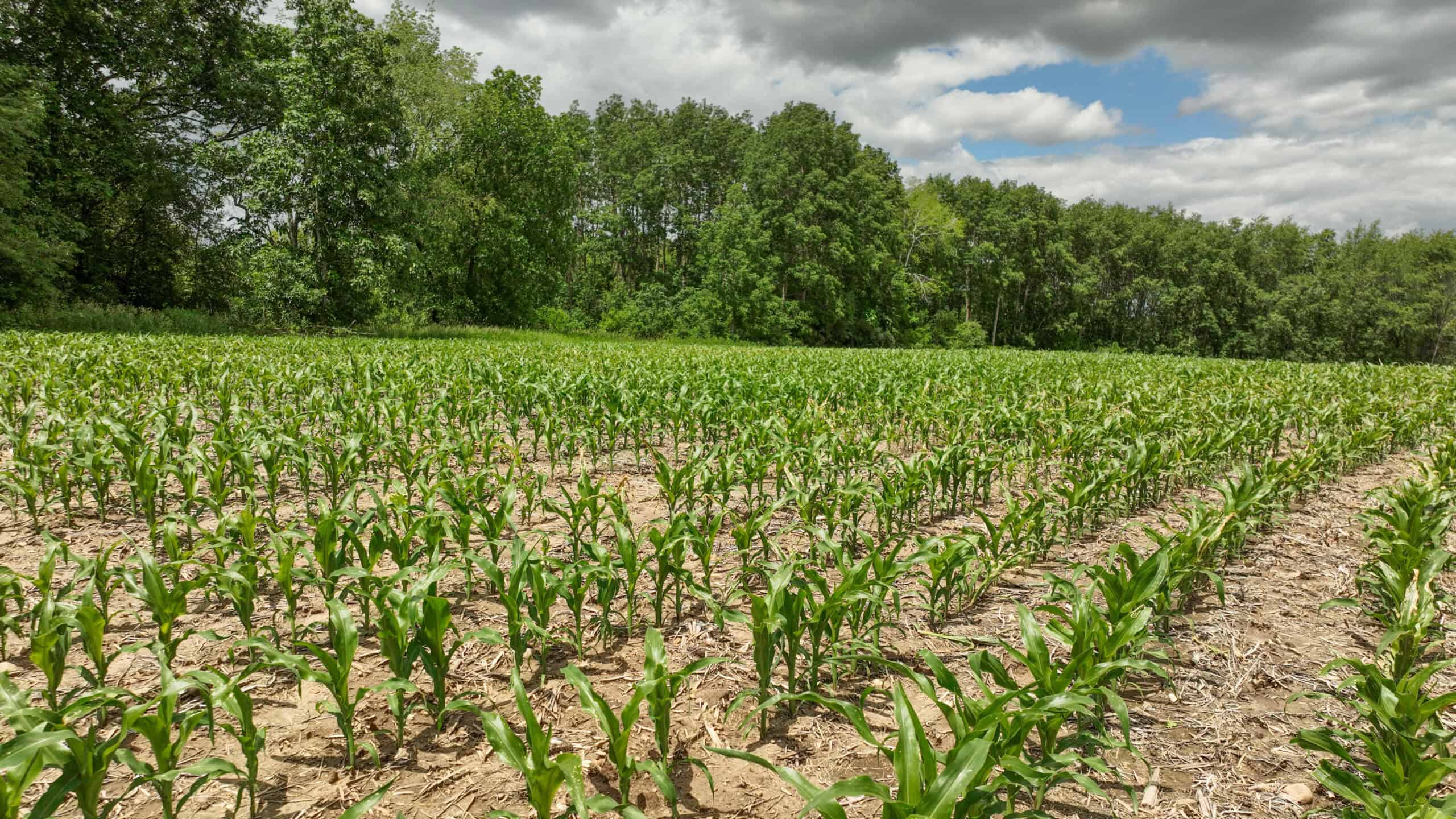Rural Real Estate for Sale in Dane County, Wisconsin