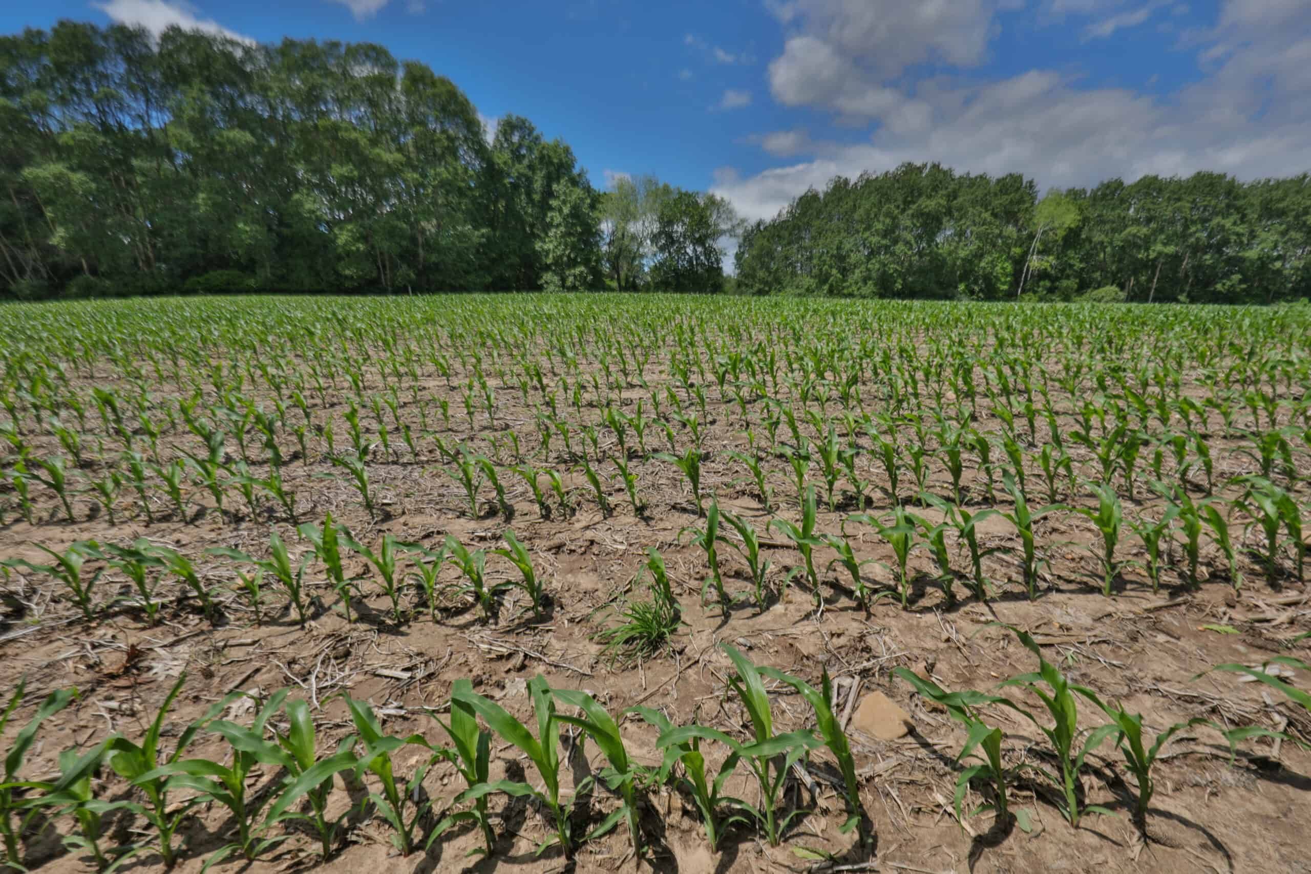 Rural Real Estate for Sale in Dane County, Wisconsin