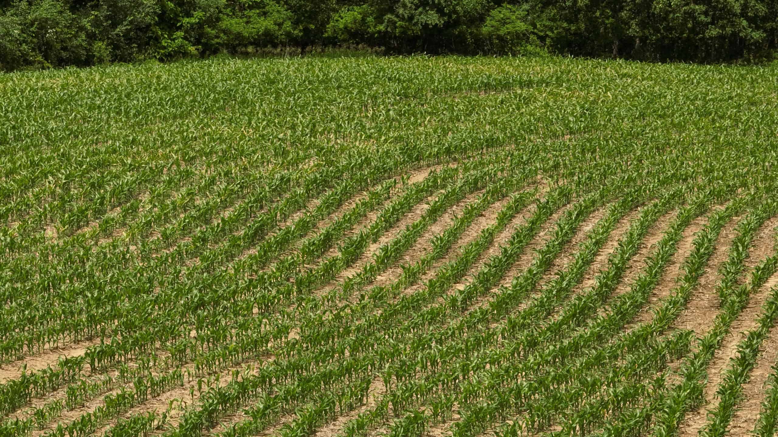 Rural Real Estate for Sale in Dane County, Wisconsin