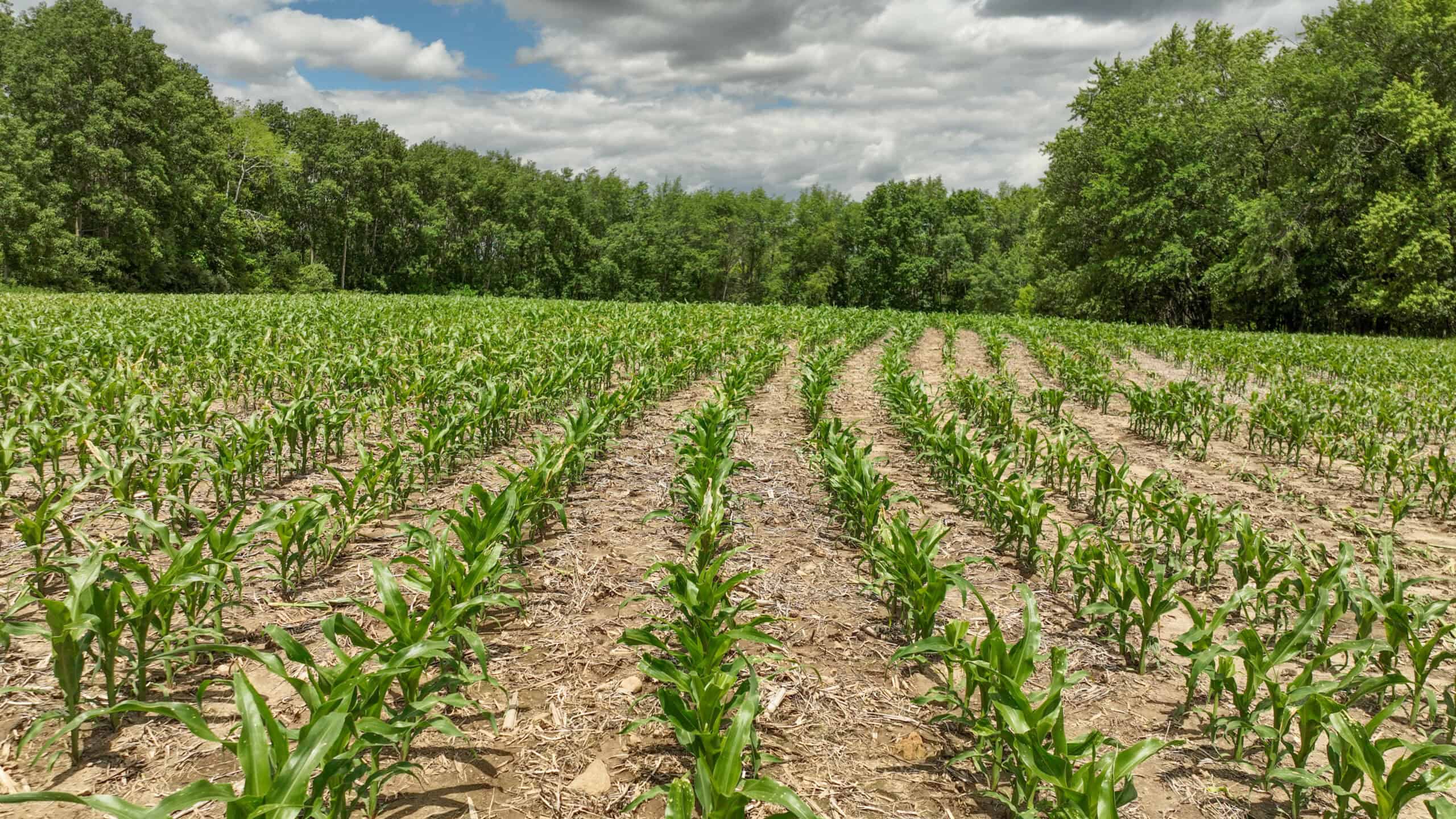 Rural Real Estate for Sale in Dane County, Wisconsin
