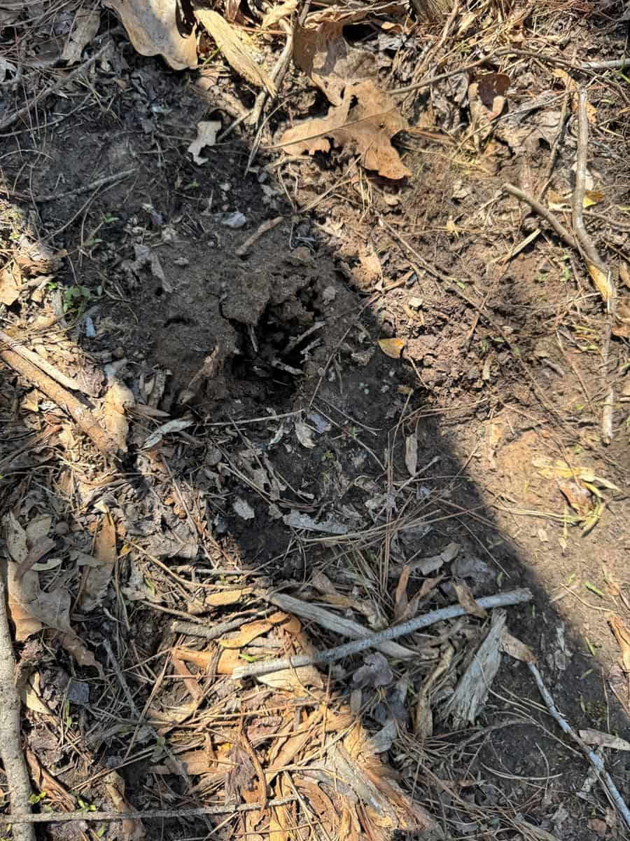 Excellent Hunting Land in Miller County