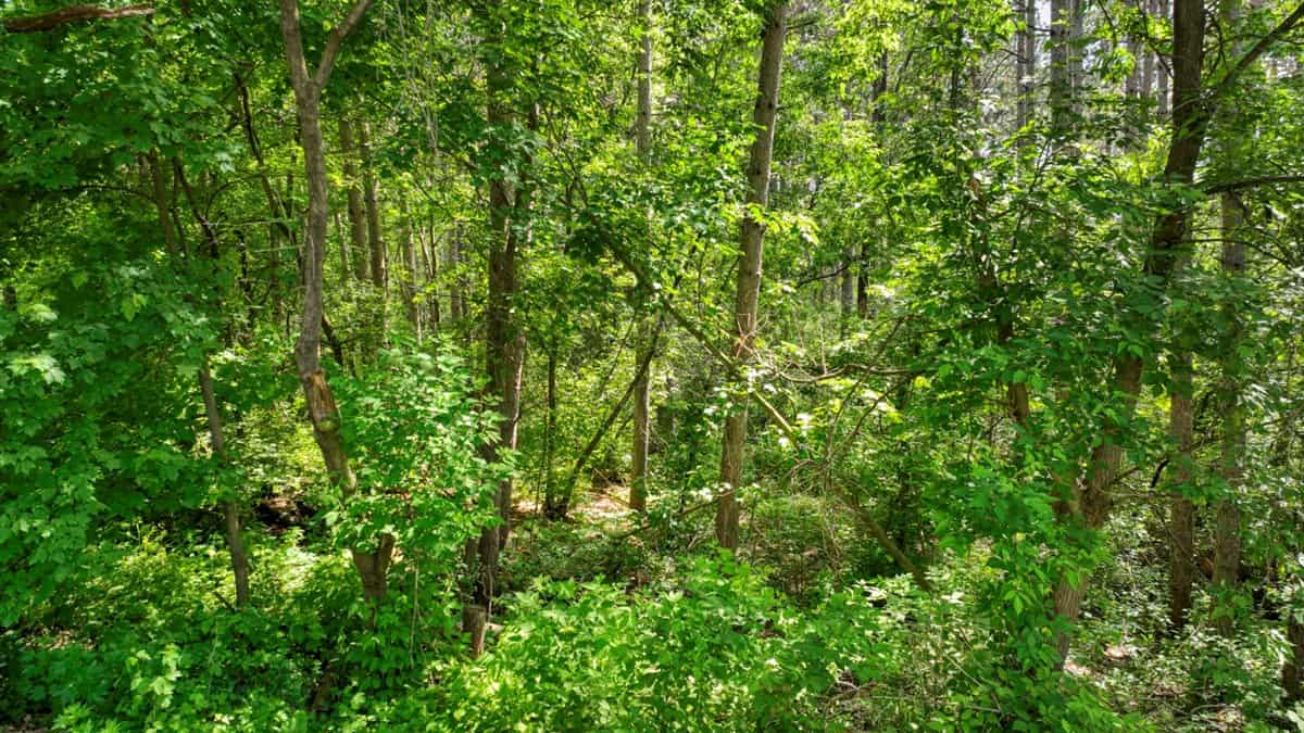 Located in Western Jackson County, WI this 23.55 acres