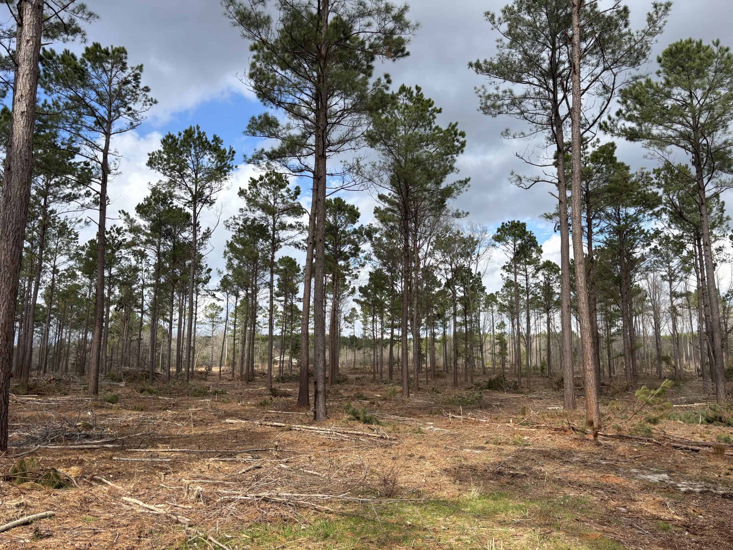 ±31.2 Acres Of East Texas Timberland/Homesite