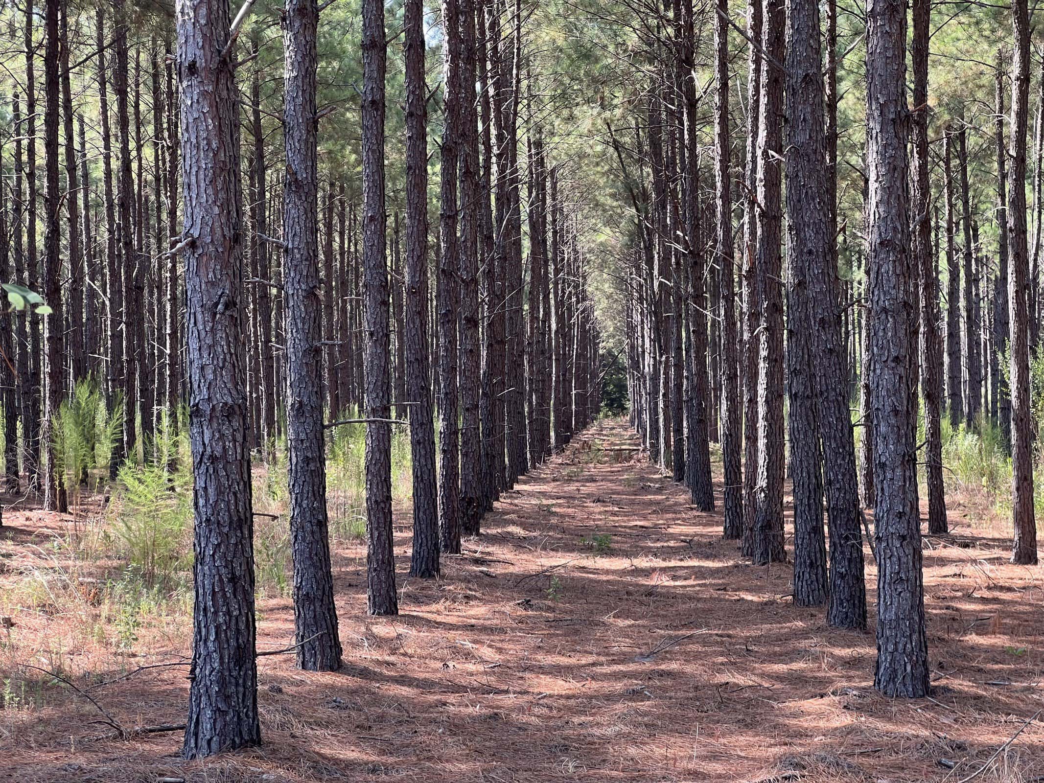 East Texas Recreational Timberland for Sale Near Troup