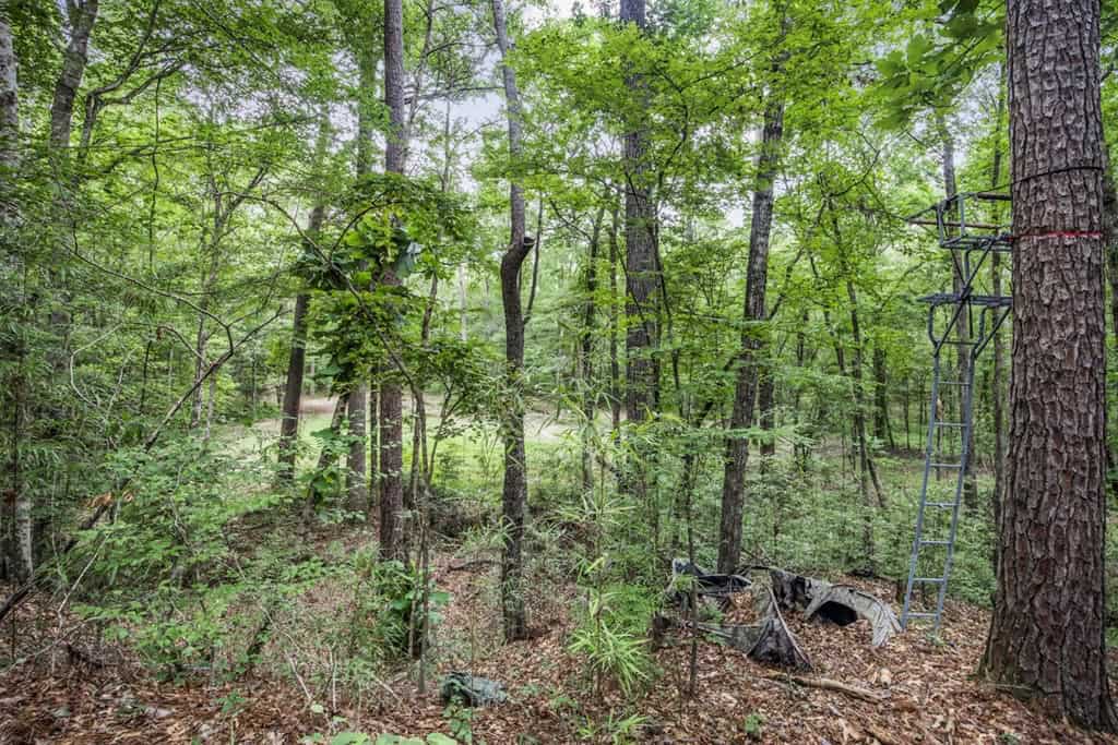 Wilkinson County Land for Sale Bordering National Forest