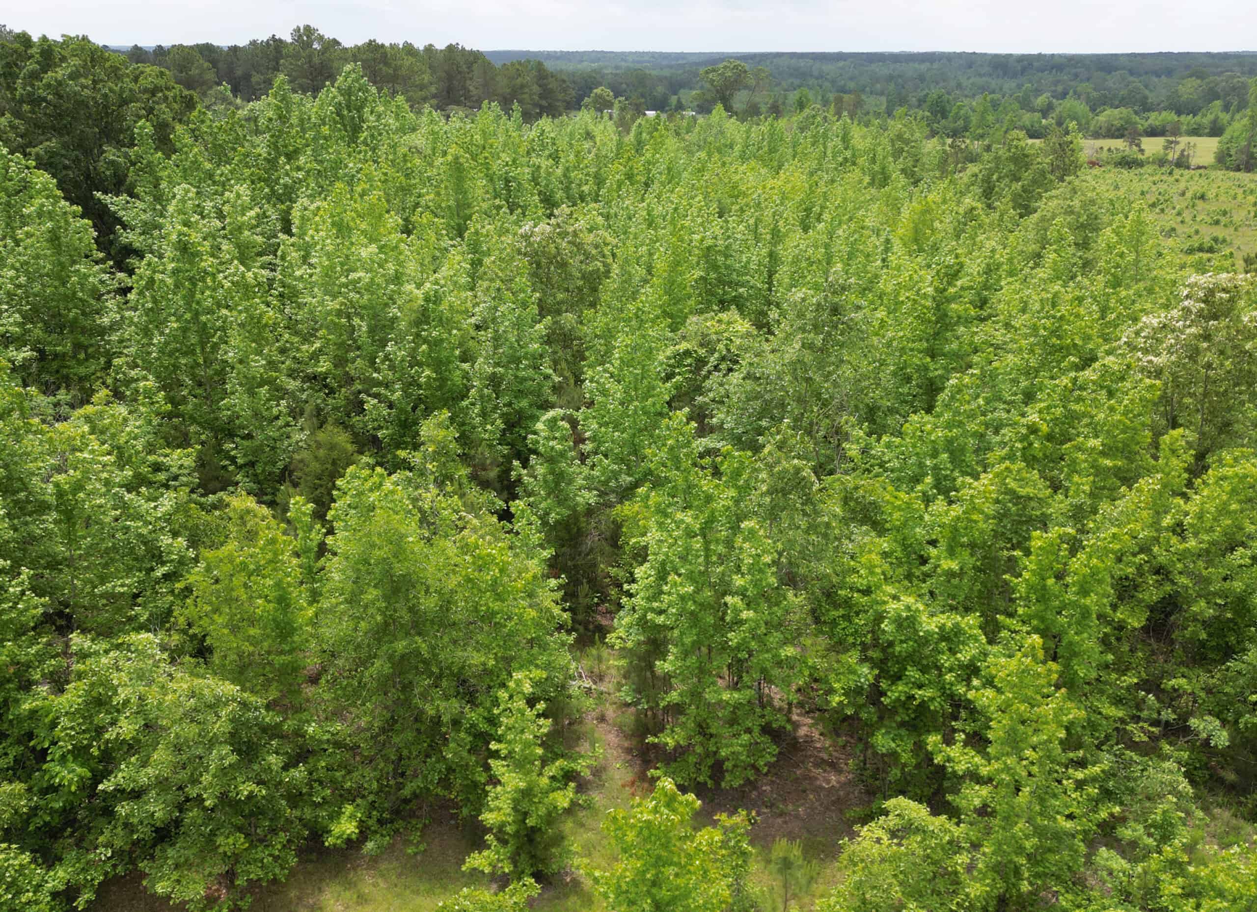 Excellent Hunting Land in Miller County