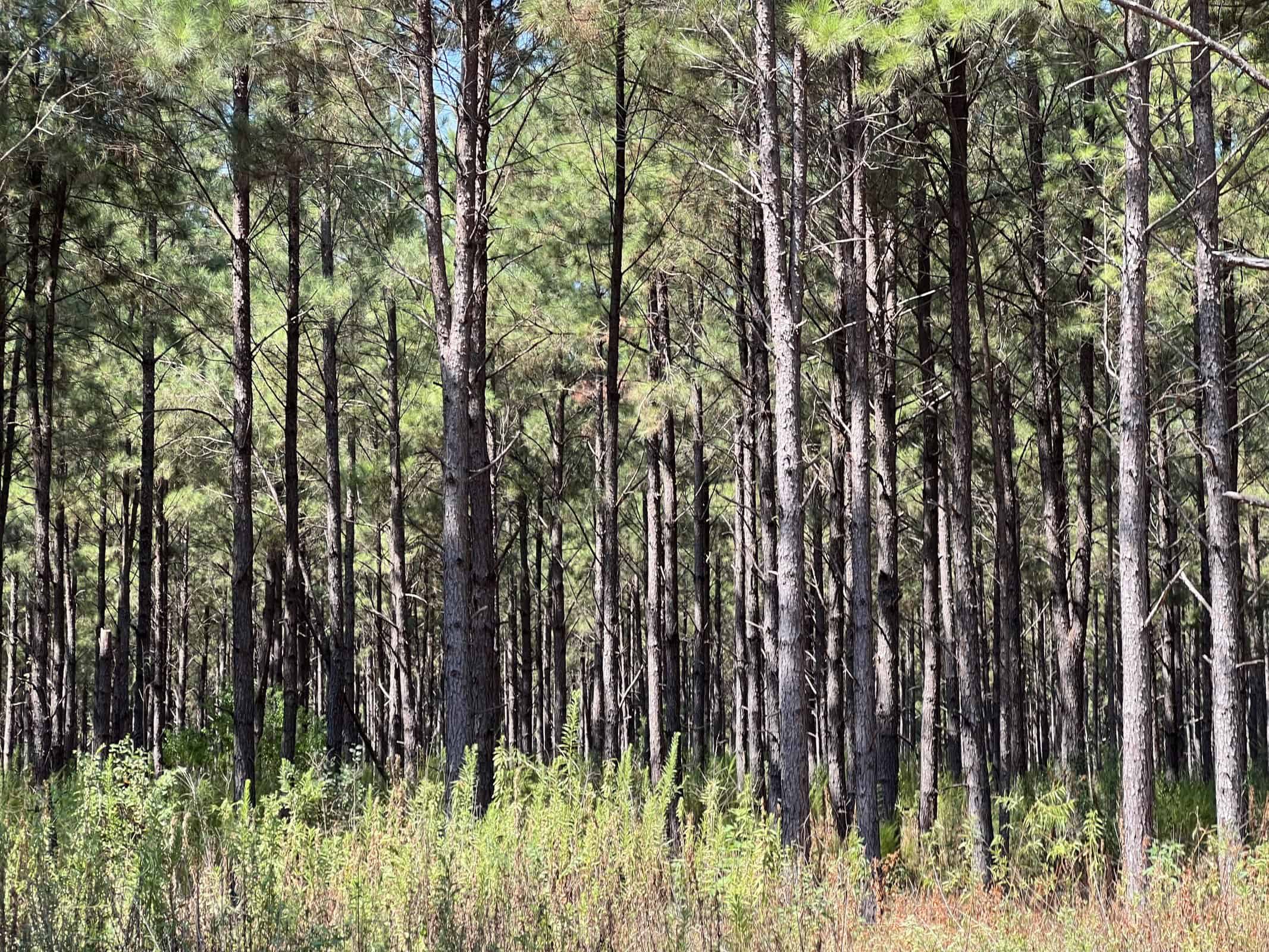 East Texas Recreational Timberland for Sale Near Troup