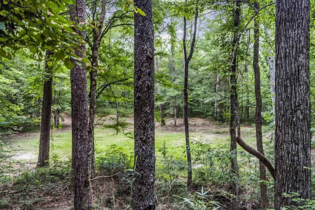 Wilkinson County Land for Sale Bordering National Forest