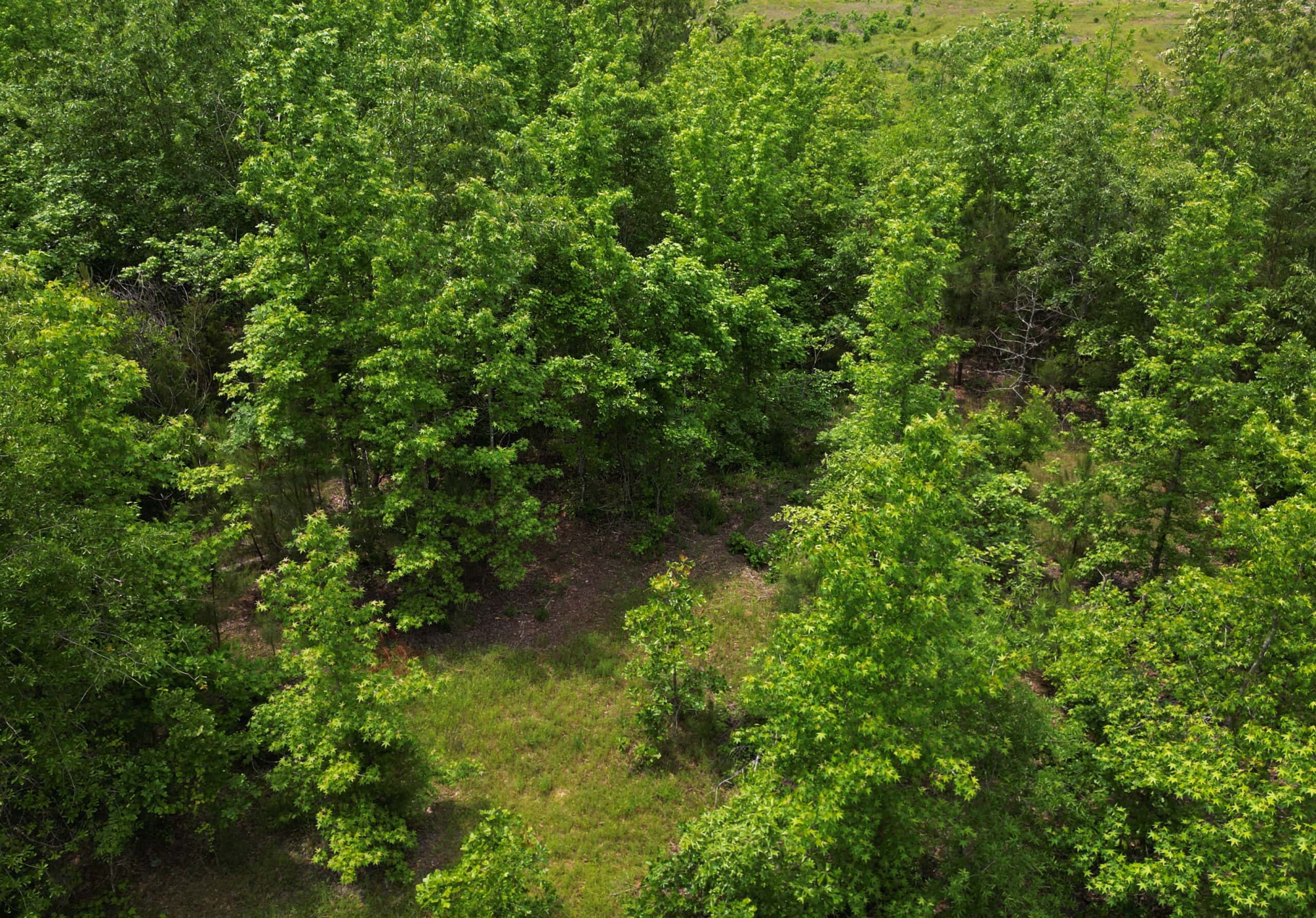 Excellent Hunting Land in Miller County