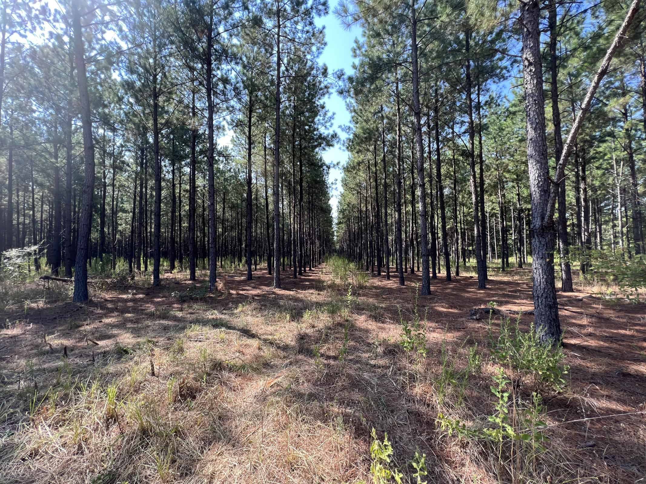 East Texas Recreational Timberland for Sale Near Troup