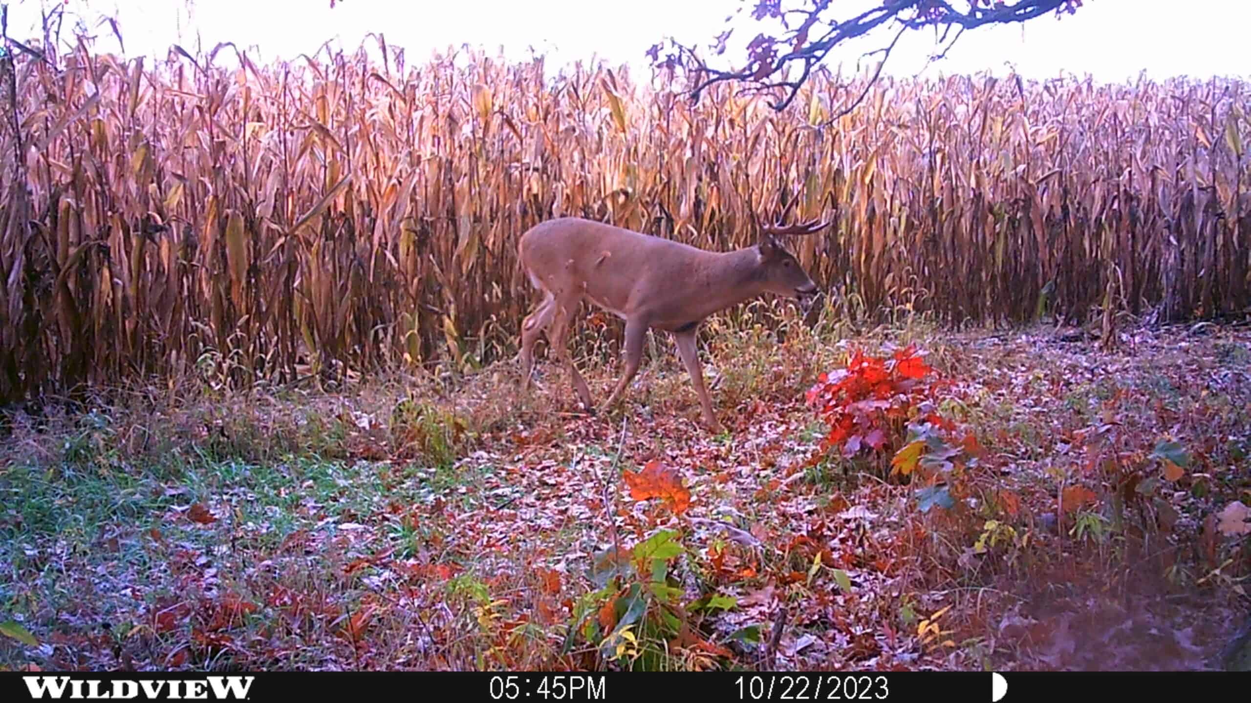52 +/- Acres Located in Waushara County