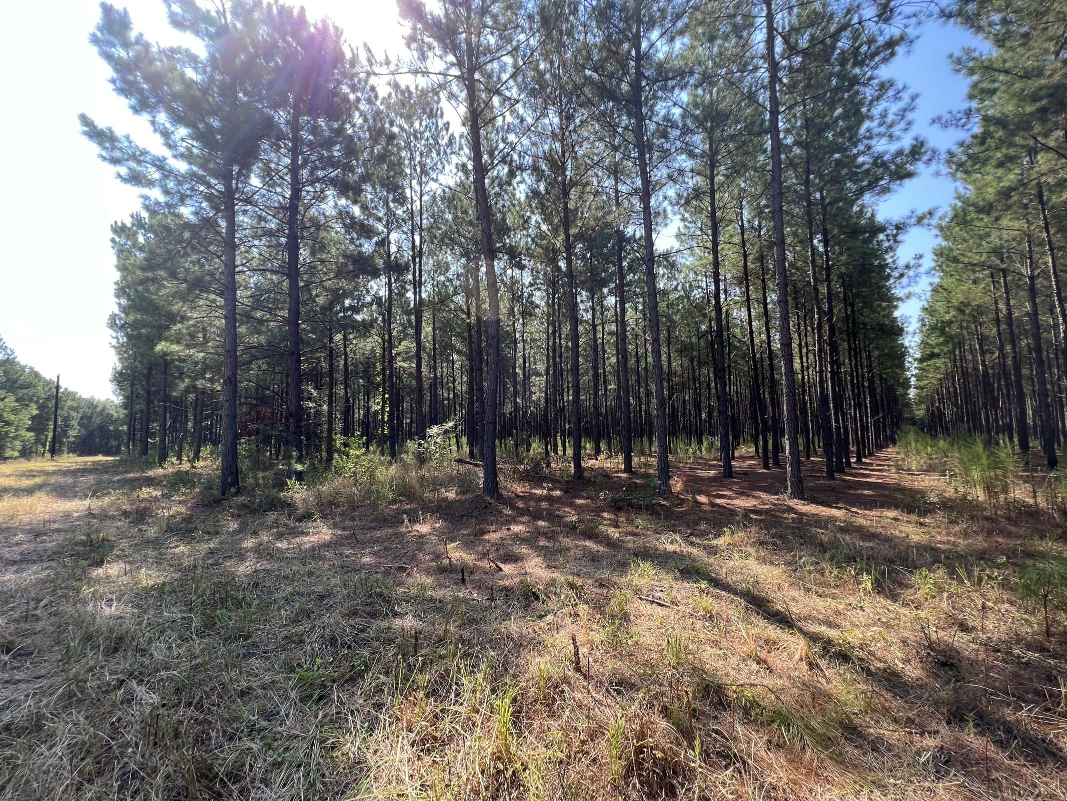 East Texas Recreational Timberland for Sale Near Troup