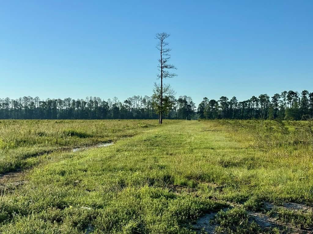 Land for Sale in Tangipahoa Parish, LA.