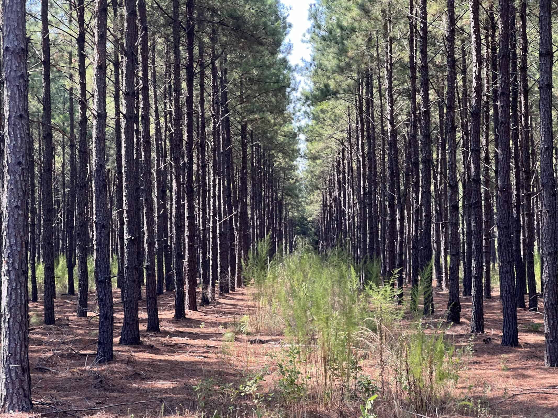 East Texas Recreational Timberland for Sale Near Troup