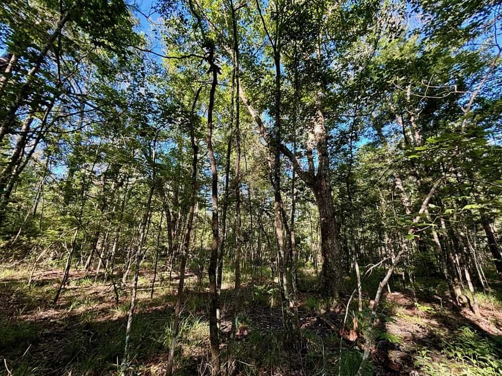 Land for Sale in Tangipahoa Parish, LA.