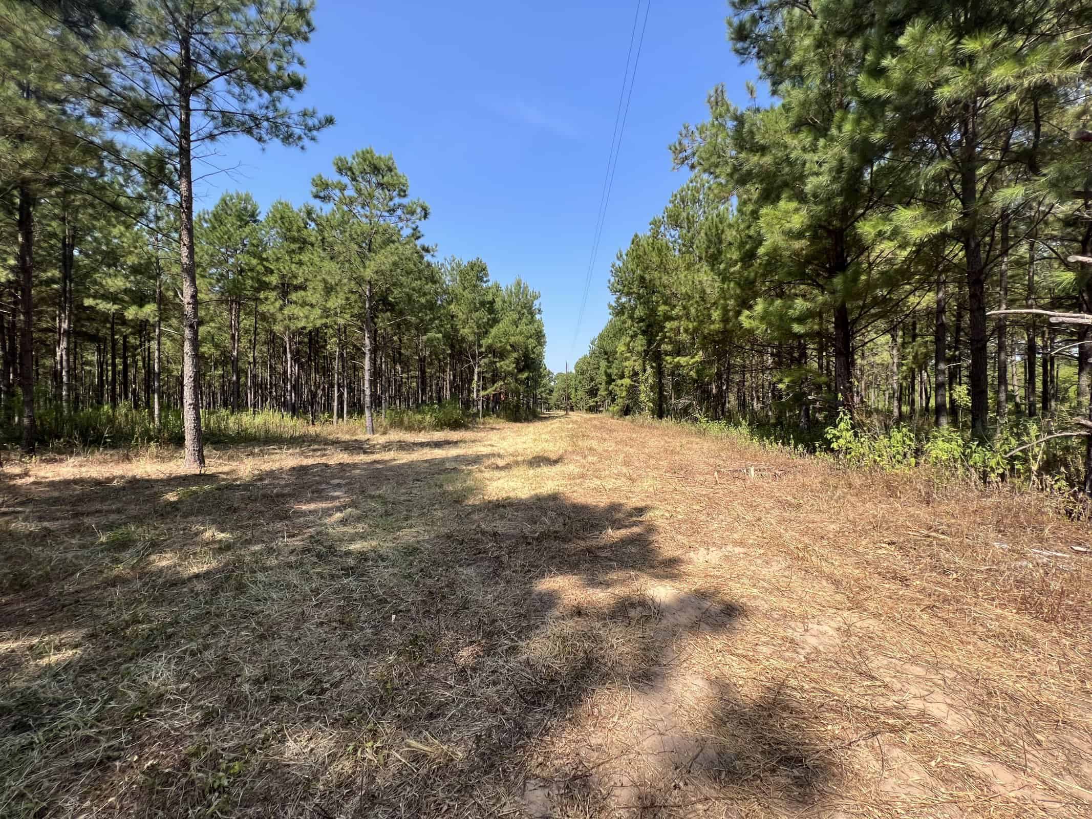 East Texas Recreational Timberland for Sale Near Troup