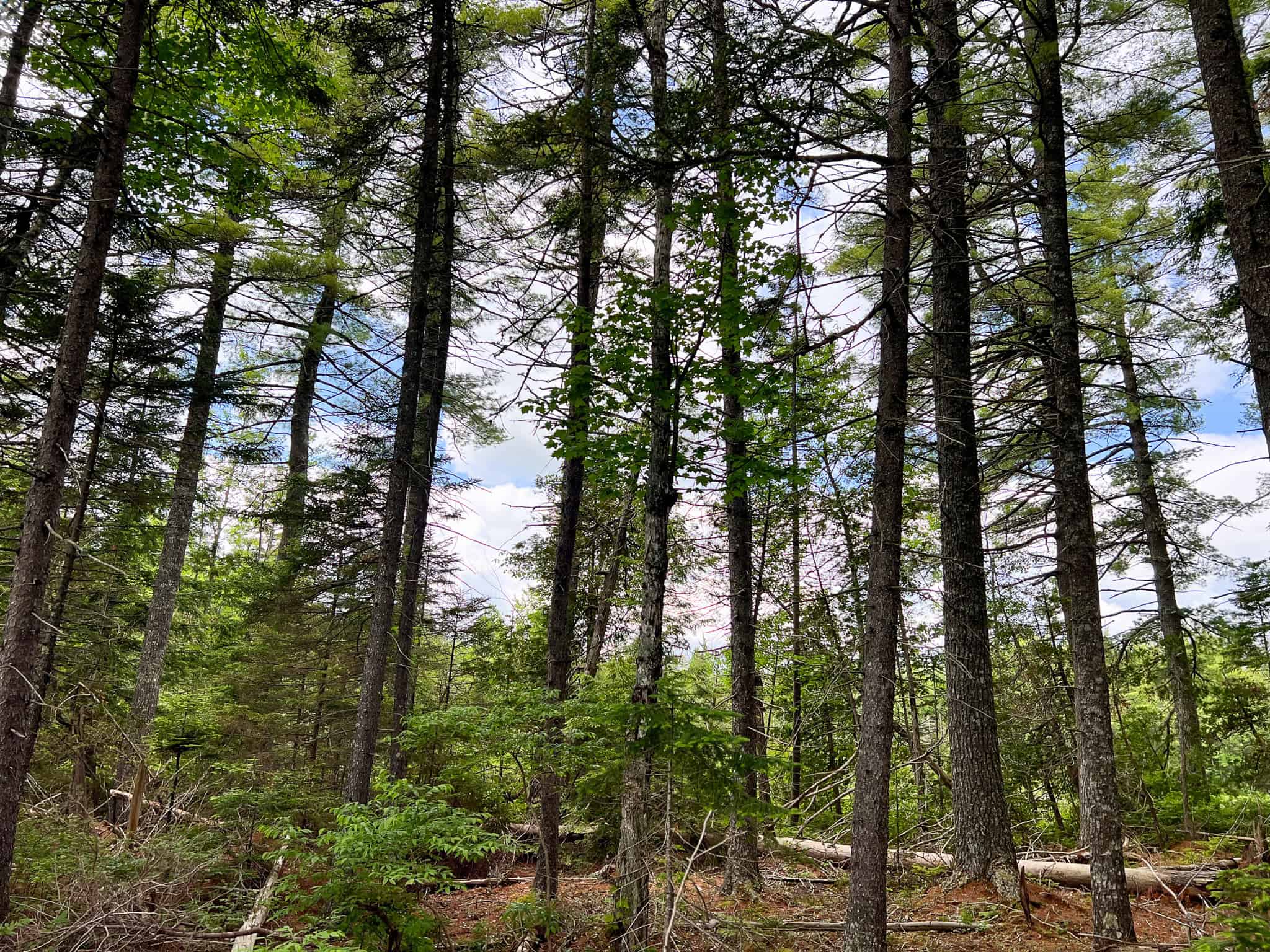 Maine Lakefront Land