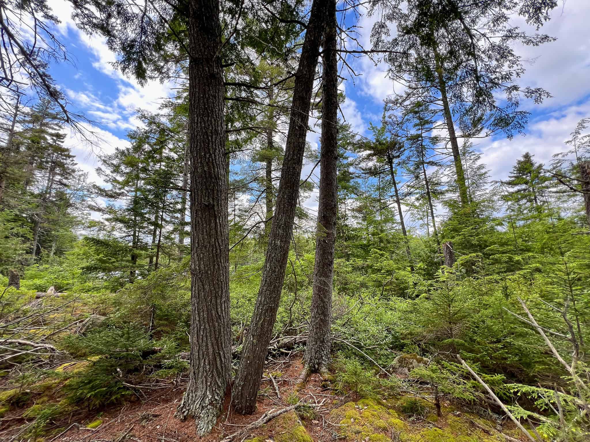Maine Lakefront Land