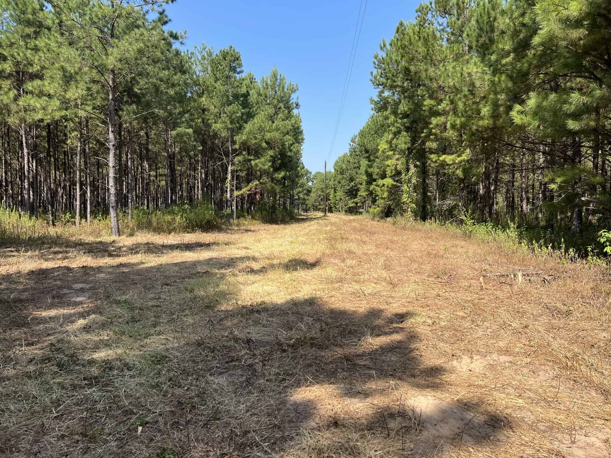 East Texas Recreational Timberland for Sale Near Troup