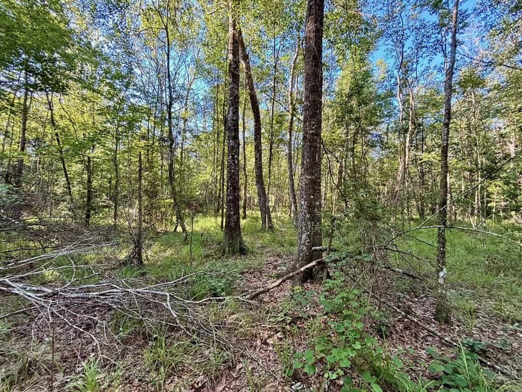 Land for Sale in Tangipahoa Parish, LA.