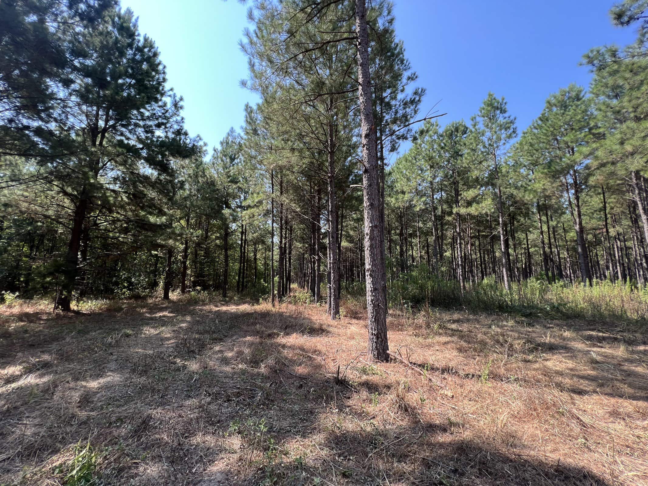 East Texas Recreational Timberland for Sale Near Troup