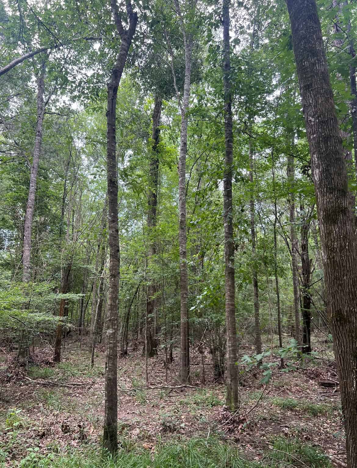 000 Cooper Church Road, Leesville, Louisiana