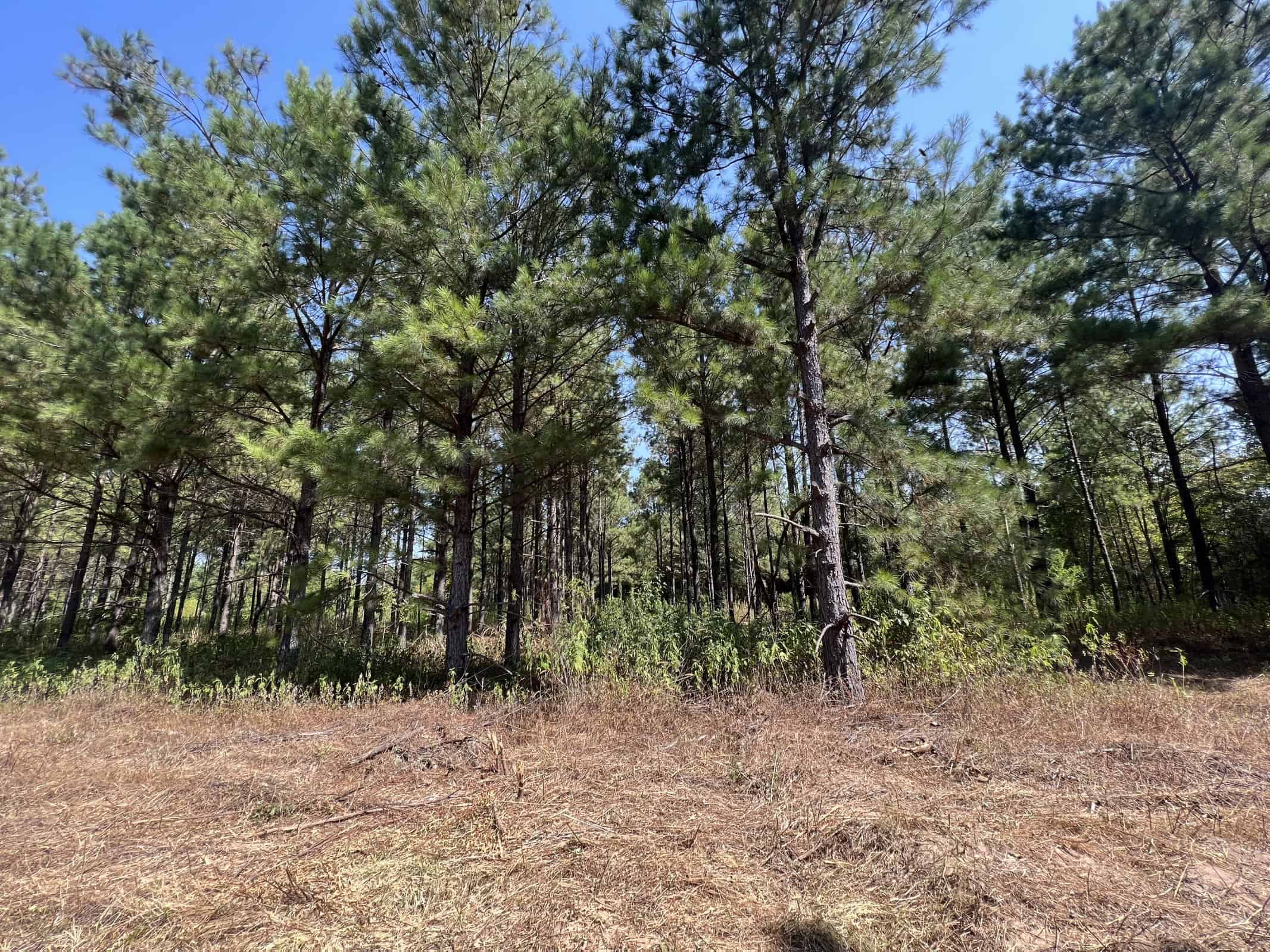 East Texas Recreational Timberland for Sale Near Troup