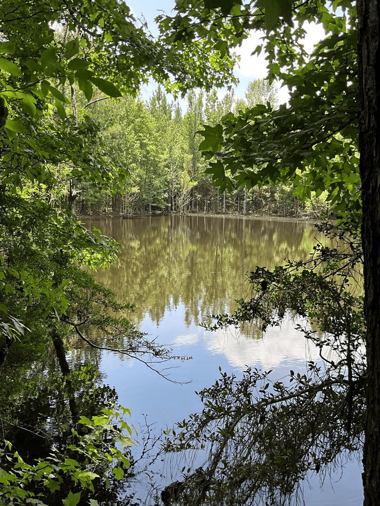 174 Acre Hunting and Timberland Tract For Sale Amite County, Mississippi